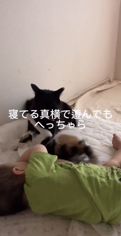 赤ちゃんが寝た後の猫達