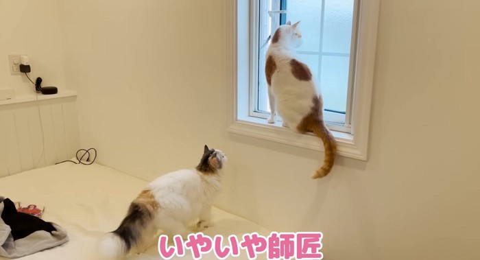 窓に近づく猫