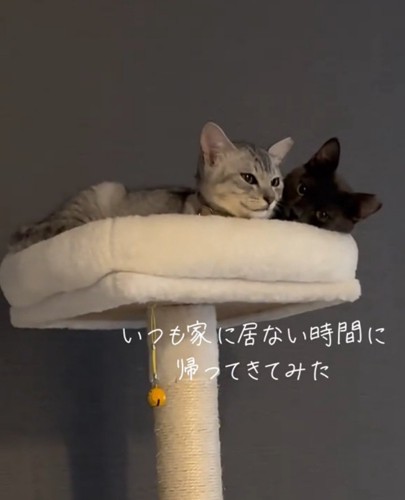 仲良くくつろぐ2匹の猫