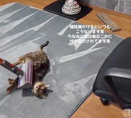ニンマリと笑顔を見せる猫
