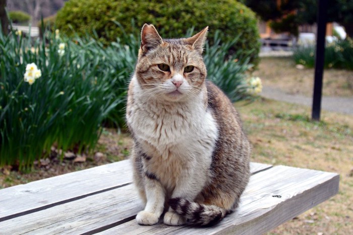 尻尾を足元に巻いてベンチに座る猫