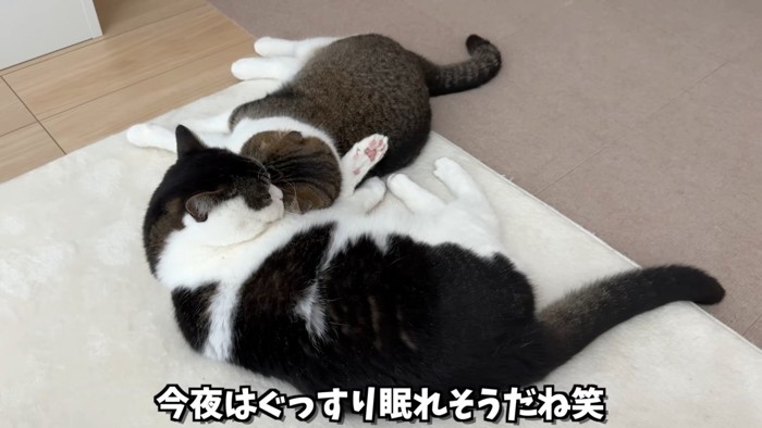 くっついて寝る猫