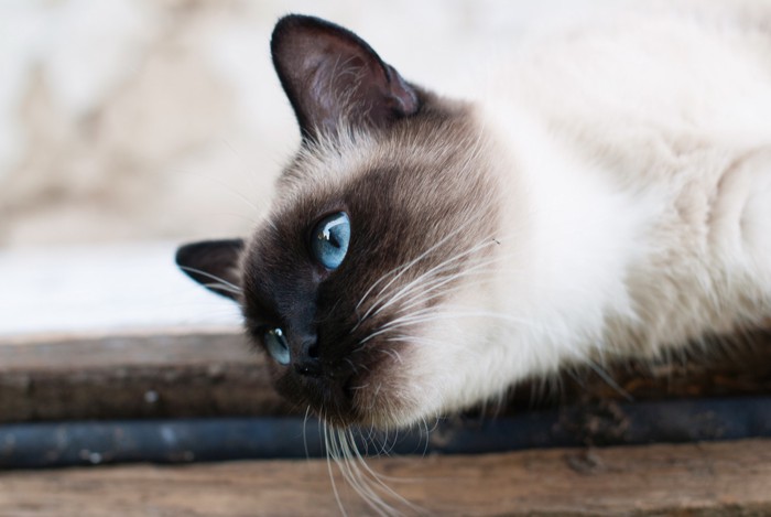 横になったままどこかを見つめるシャム猫のアップ