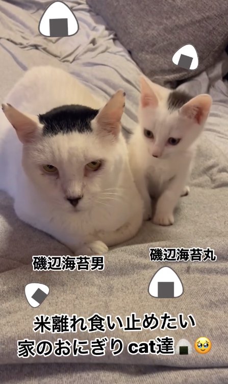 香箱座りしている猫の隣でお座りをする子猫