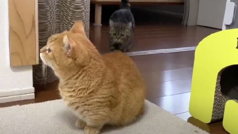 室内にいる猫たち