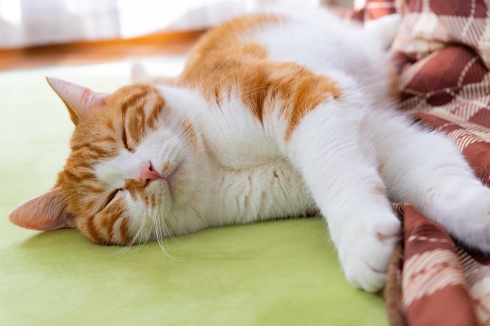 眠る茶白猫