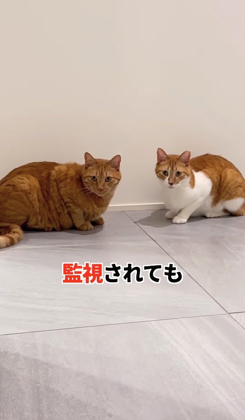 香箱座りをしている2匹の猫