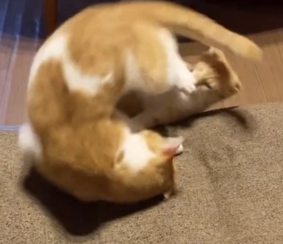 回る猫の写真2