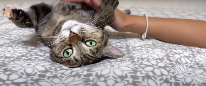 寝転んでいる猫