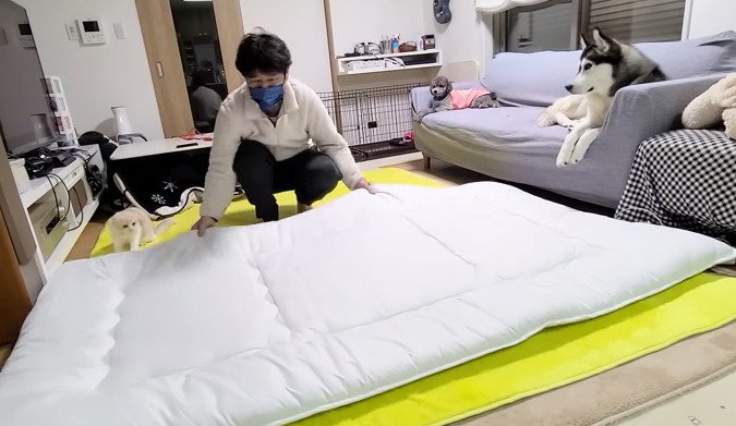 布団を敷く飼い主と見守る子猫
