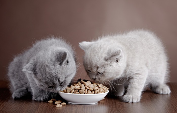 餌を食べる子猫