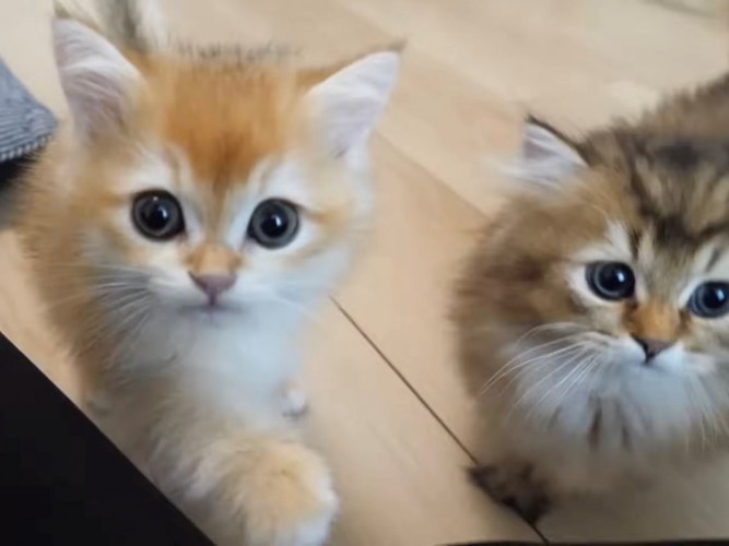 金色の子猫と茶色で長毛の子猫