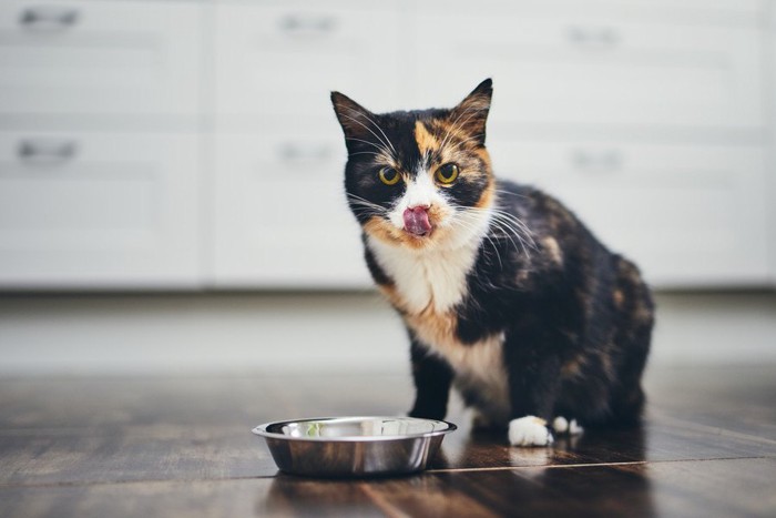 食事する猫