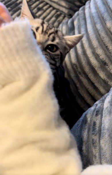 人の腕を噛んでいる猫