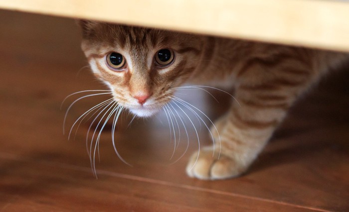 身を隠しながら飼い主を気にする猫