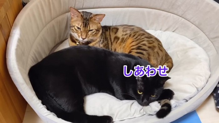 猫ベッドの奥にいるベンガルと手前にいる猫