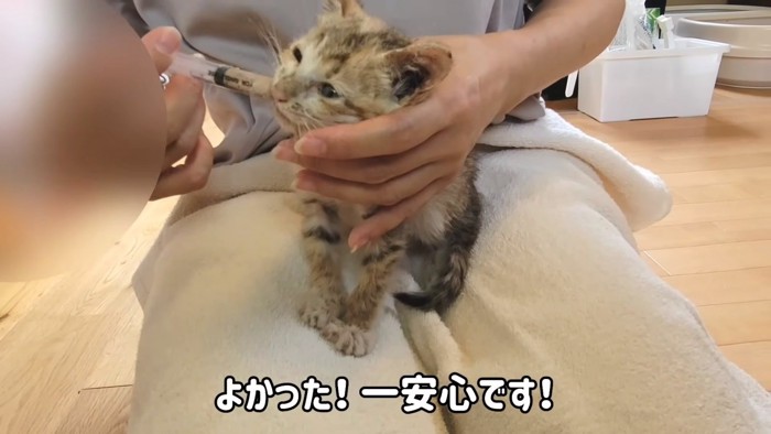 シリンジの先をくわえる子猫