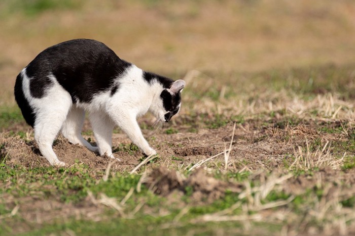 砂をかく猫