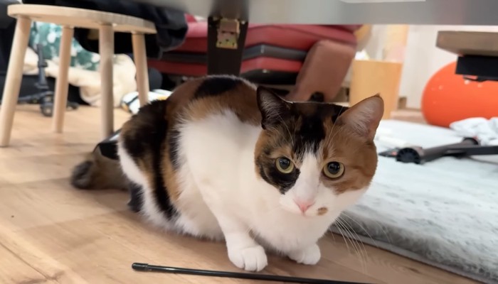 ベルちゃん