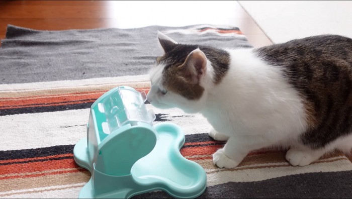 おもちゃに顔を近づけるキジ白猫