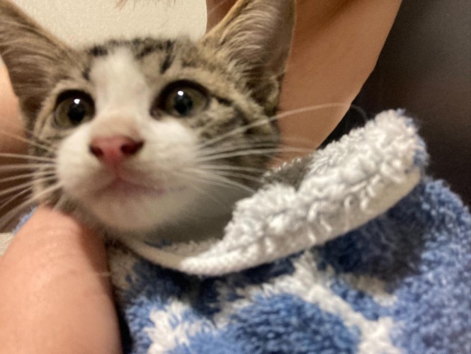 毛布にくるまった子猫