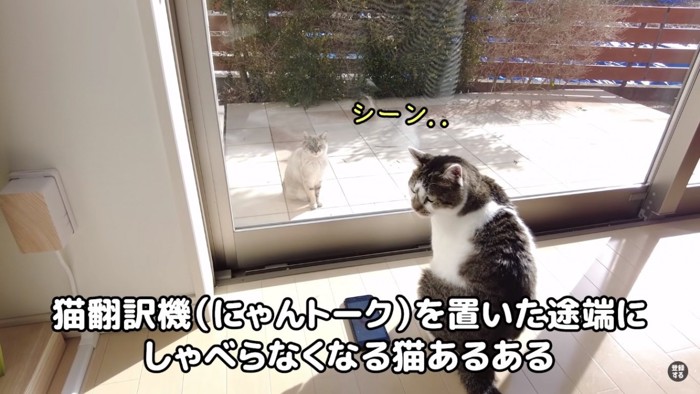 猫あるある