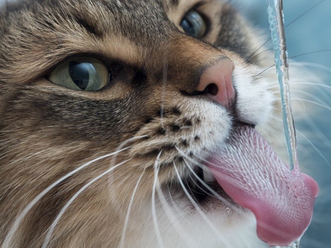 蛇口の水を飲む猫