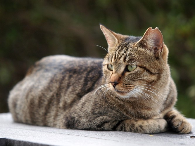 耳が欠けたキジトラの猫