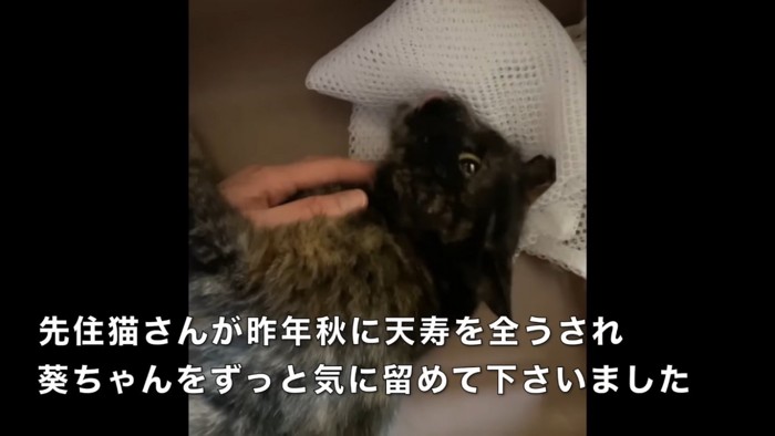 新しい飼い主さんに撫でられるサビ猫