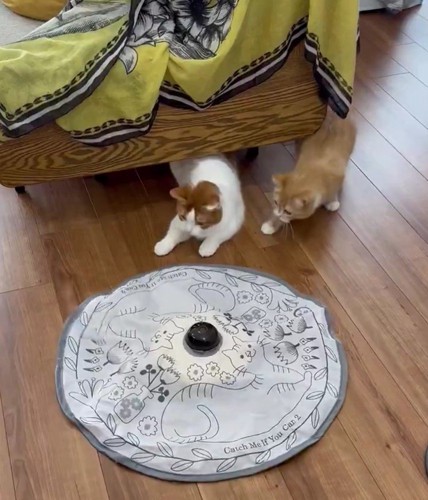 おもちゃに夢中な2匹の猫