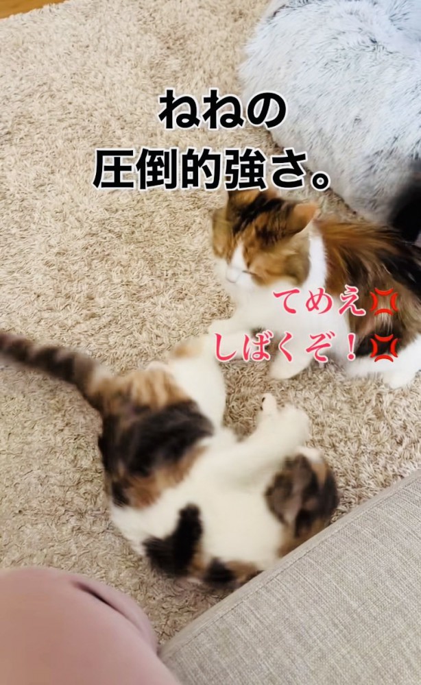 姉猫に叩かれる子猫