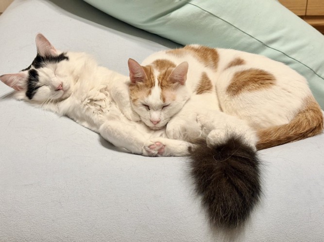 へそ天している猫のお腹に頭を乗せて寝る猫