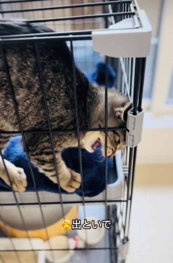 ケージの中で鳴く子猫