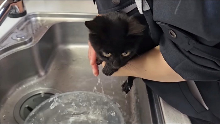 男性に足を水で濡らされる猫