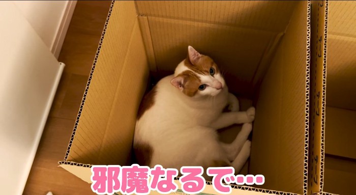 段ボールの中の猫