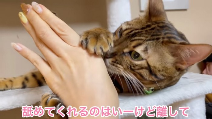 人の手を掴む猫