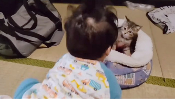 ペット用ベッドにいる子猫を見つめる赤ちゃん