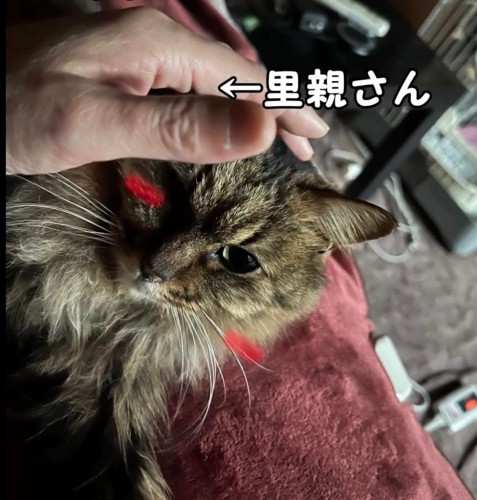 猫と手