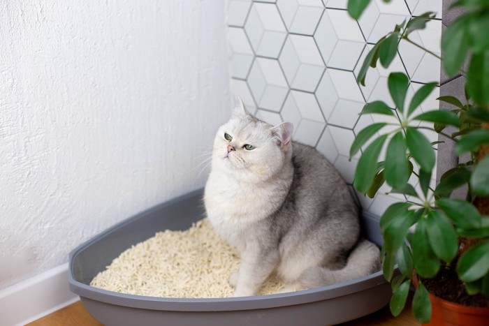 トイレで途方に暮れる猫