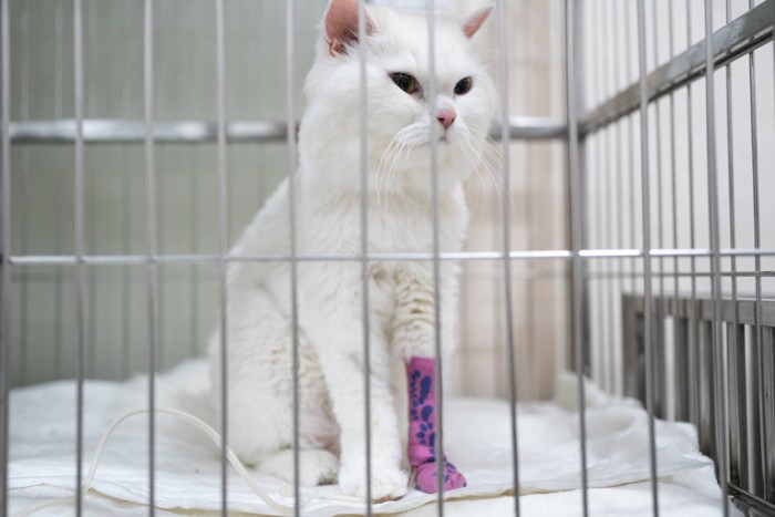 ケージの中で点滴を受けている猫