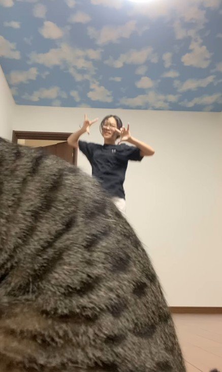 カメラの前に座る猫