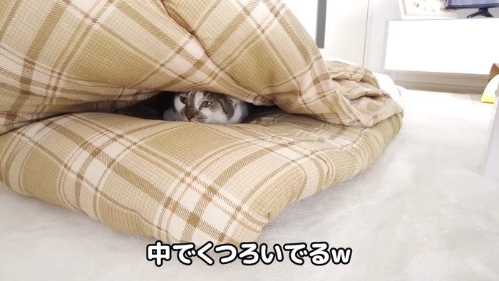 布団の中でくつろぐささみくん