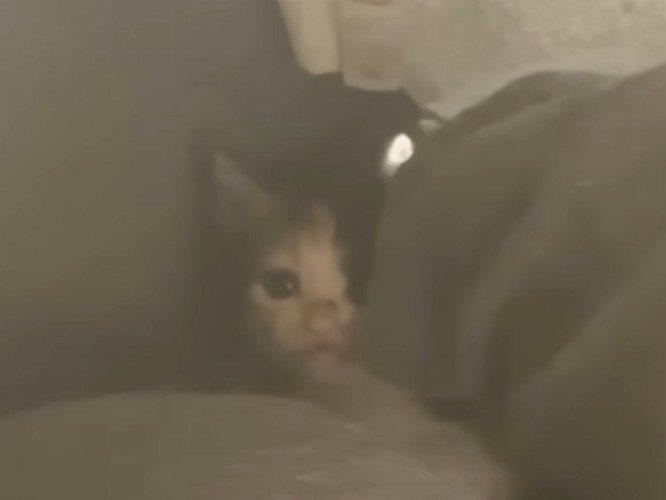 猫ドームの奥に隠れていた三毛猫の子猫
