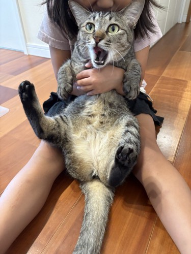 驚いた表情の猫