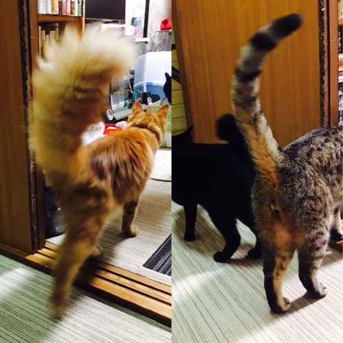 2匹の猫の後ろ姿