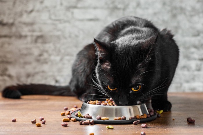 食べこぼす黒猫