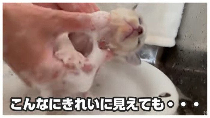 顔を洗われる子猫