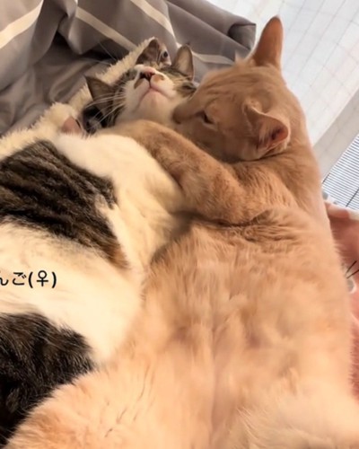 幸せそうな2匹の猫