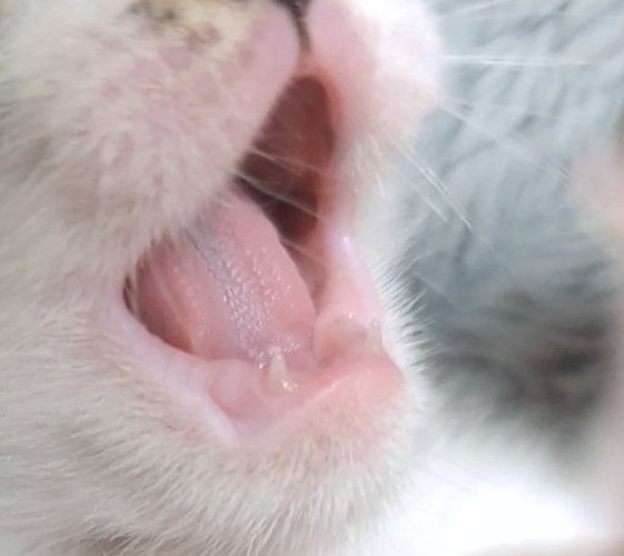 口のアップ