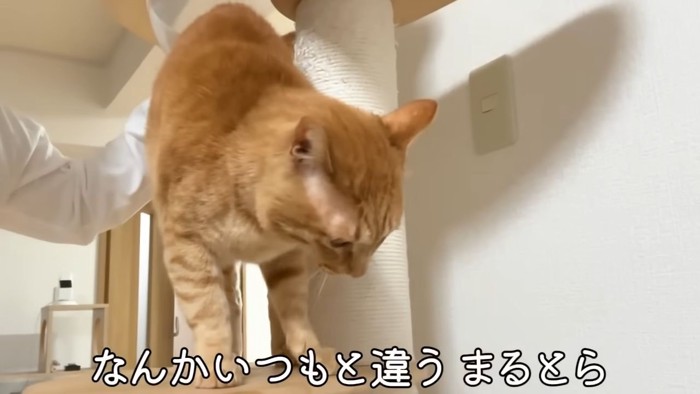 茶トラ猫2
